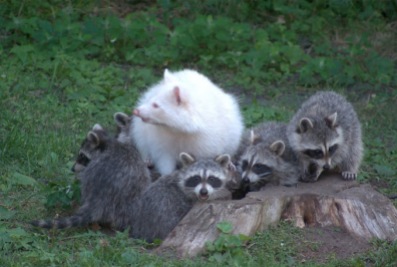 RACCOONS IN THE NEWS: If it doesn't have a mask or rings on the tail is it still cute?