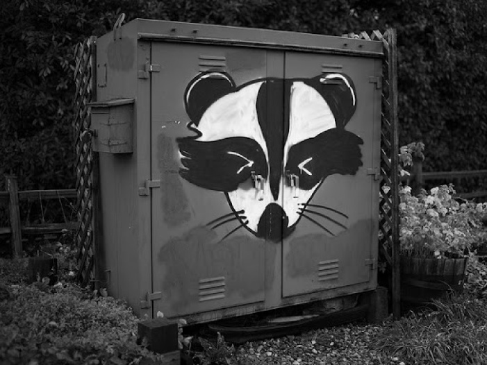 RACCOONS IN THE NEWS: Repeated Operation