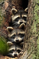 RACCOON-ish IN THE NEWS: New Species Revealed to the World