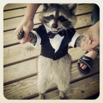 Raccoon in a Tuxedo